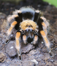 Mygale terricole