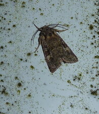 Cryphia algae.Noctuelle.