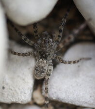 Arctosa perita