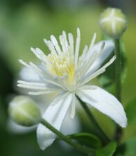 La fleur