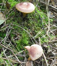 Champignons