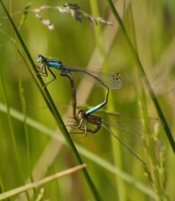 Ishnura elegans
