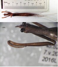 Ranatra fusca