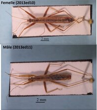 Nabis (Limnonabis) propinquus