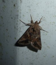 Autographa gamma.