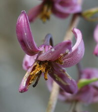 Fleur de lis martagon