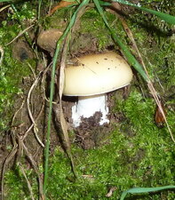 Champignon