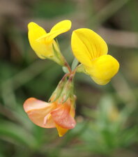 Ononis ou lathyrus