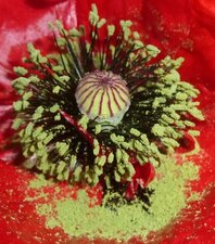Coeur de pavot