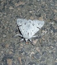 "Noctuelle de l