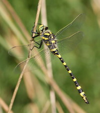 Cordulégastre annelé