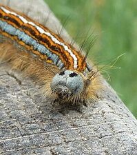 Chenille de Malacosoma neustria