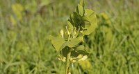 Aristoloche clématite