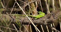 Lézard vert