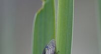 Centrotus cornutus