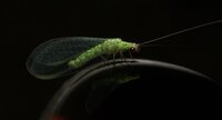 Chrysopa sp.