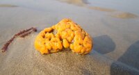 Eponge - Porifera