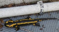 Salamandre tachetée (terrestris)
