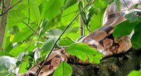 Serpent Boa constrictor