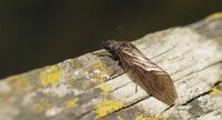 Sisyra nigra