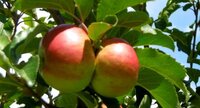 Pommier sauvage
