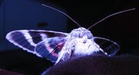 Catocala elocata