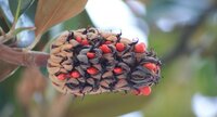 Graines de magnolia grandiflora