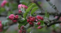 Bourgeons de pommier