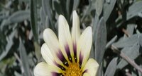 Gazania