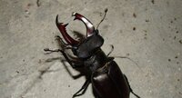 Cerf-volant - Lucanus cervus