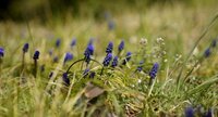Muscari botryoide