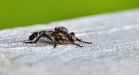 Cyrtopogon sp.?