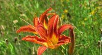 Hémérocalle fauve-fleur
