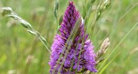 Orchis pyramidal