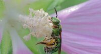 Genus Agapostemon