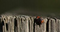 Cantharis lateralis - sous réserve