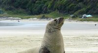 Lion de mer femelle