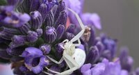 Thomise variable (Misumena vatia)