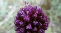 Fleur d'ail à tête ronde