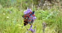 Zygenes de la Filipendule