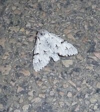 "Noctuelle de l