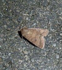 La Téniocampe grêle Orthosia gracilis. Noctuelle.