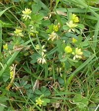 Anthyllis vulneraria