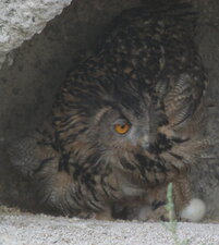Hibou grand-duc et sa couvée (1)