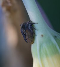 Monstruosité entomologique - centrotus cornutus