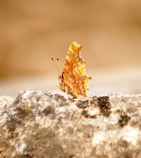 Polygonia c-album