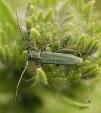 Longicorne