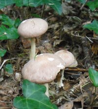 Champignons