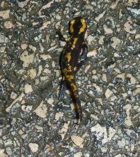 Petite Salamandre tâchetée