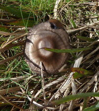 Champignon ?